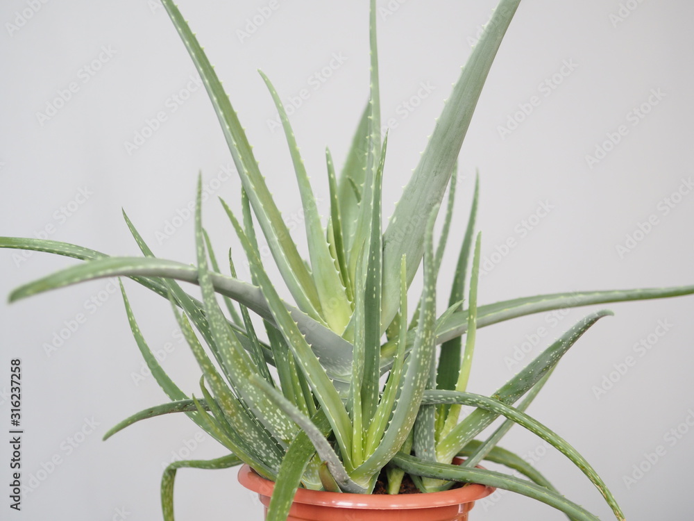 Obraz premium Aloe vera is a tropical plant that tolerates hot weather. Used as a useful herbal remedy. Home plant.