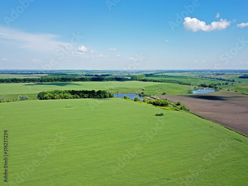 Aerial drone view. Green field of corn