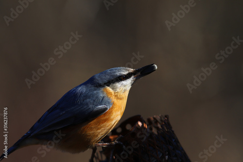 Nuthatch sitting on a feeder, on a brown blurred background and holding in its beak a sunflower seed
