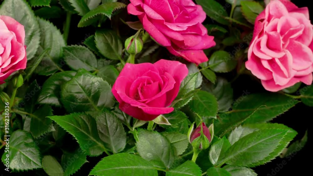 Beautiful Time Lapse of Opening Pink Rose Flower on Black Background. 4K. Beautiful Time Lapse of Opening Pink Rose Flower on Black Background. 4K.