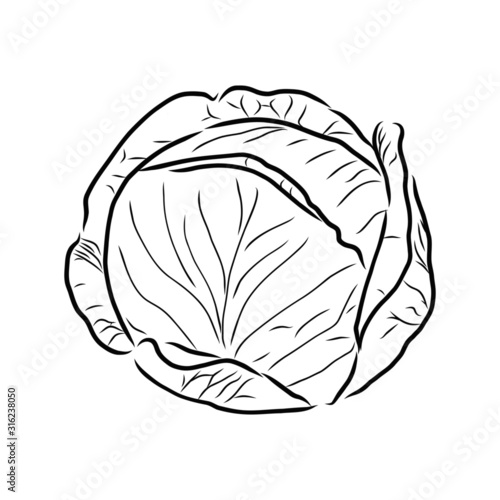 cabbage isolated on white background
