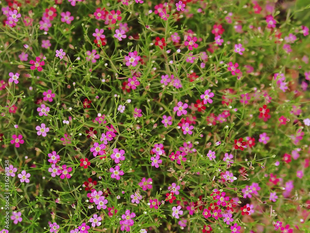 bright tiny pink ,red,purple flower with tiny leaves bright tiny pink ,red,purple flower with tiny leaves