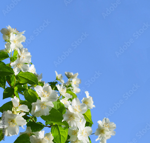 Jasmine flowers  (Other names are Jasminum, Jasmine Melati, Jessamine, Jasmine Oleaceae)  on a background of blue sky.Frame with jasmine flowers and space for text. Delicate background with white jasm photo
