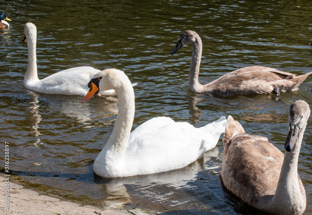 Obraz premium Wildlife, Bird, Germany - Two swan couples, male and female, swim on the Lahn, in Marburg, on a sunny day.