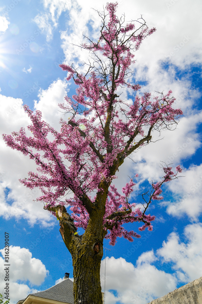 Árbol con bonitas flores de color rosa y cielo azul con nubes foto de Stock  | Adobe Stock