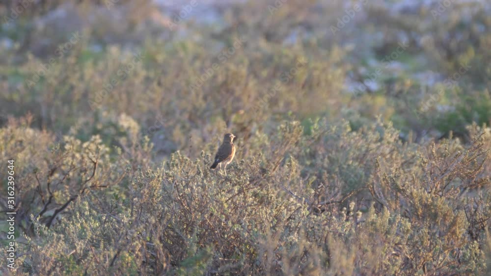 Capped wheatear flying away at Kgalagadi Transfrontier Park, Botswana Capped wheatear flying away at Kgalagadi Transfrontier Park, Botswana