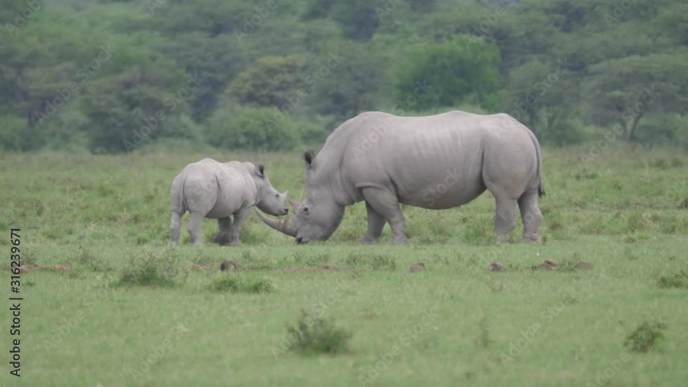 Rhino mother and young standing close together at Khama Rhino Sanctuary in Botswana
