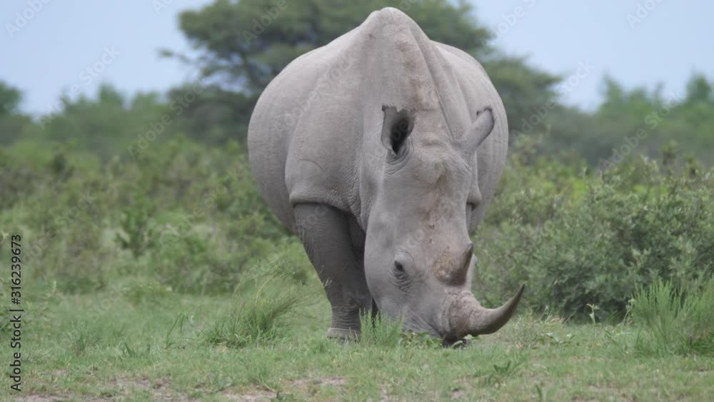 Rhino grazing at Khama Rhino Sanctuary in Botswana Rhino grazing at Khama Rhino Sanctuary in Botswana