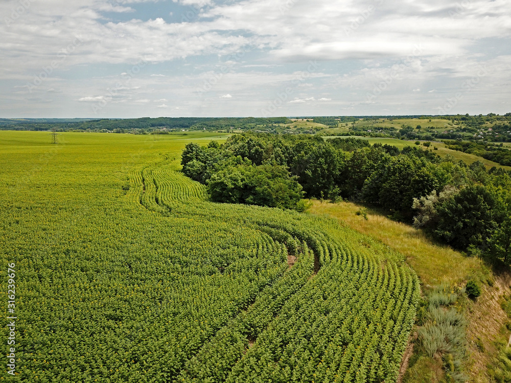 Aerial drone view. Green field of corn