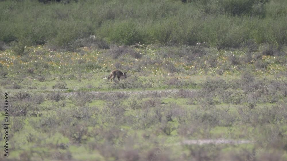 Bat-eared fox walks on the savanna of Kgalagadi Transfrontier Park in Botswana Bat-eared fox walks on the savanna of Kgalagadi Transfrontier Park in Botswana