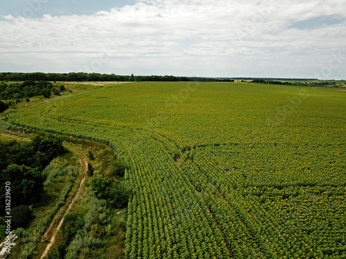 Fototapeta Naklejka Na Ścianę i Meble -  Aerial drone view. Green field of corn