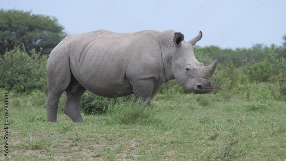 Rhino running away at Khama Rhino Sanctuary in Botswana Rhino running away at Khama Rhino Sanctuary in Botswana