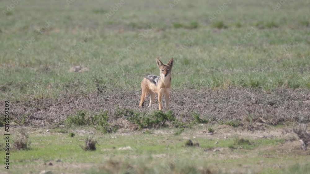 Black-backed jackal on the savanna of Kgalagadi Transfrontier Park, Botswana Black-backed jackal on the savanna of Kgalagadi Transfrontier Park, Botswana