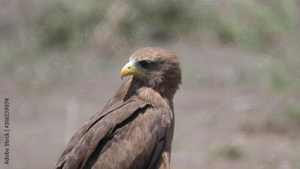 Close up from a Yellow billed kite around Lake Ngami in Botswana Close up from a Yellow billed kite around Lake Ngami in Botswana
