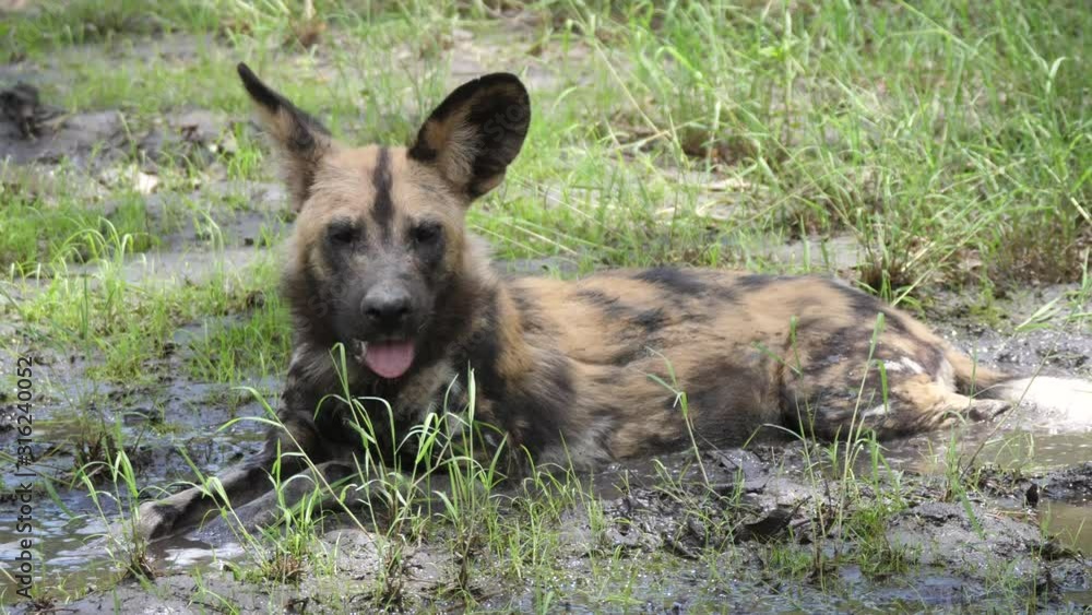 African wild dog resting in a mud puddle and yawning African wild dog resting in a mud puddle and yawning