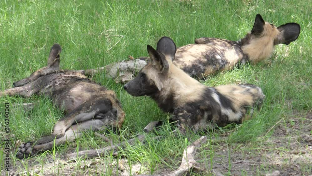 African wild dog walks away from the group African wild dog walks away from the group