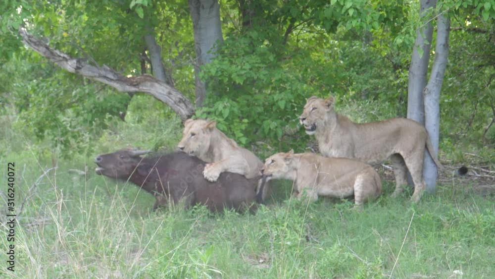 Three young lions killing a young african buffalo who is still alive Three young lions killing a young african buffalo who is still alive