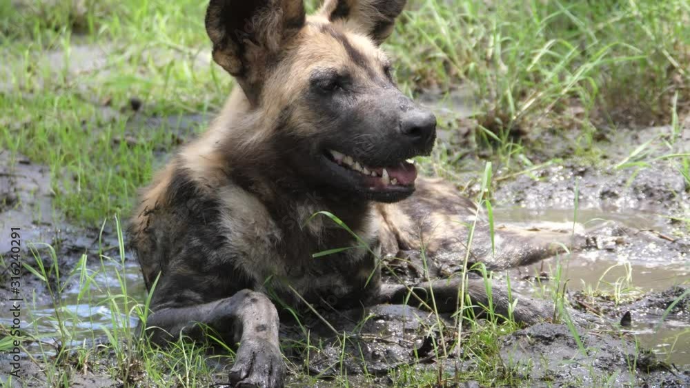 Close up from an African wild dog resting in a mud puddle 