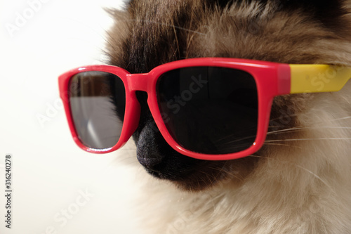 Funny cat with sunglasses beaty portrait cute balinese