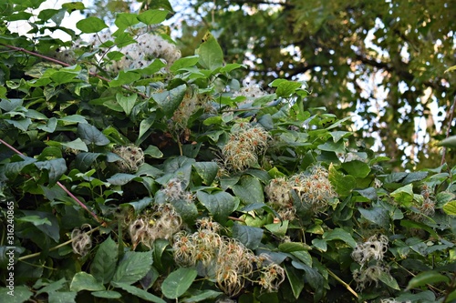 The silky appendages of the fruits of Clematis vitalba, also known as old man's beard or traveller's joy. It is a climbing shrub in the family Ranunculaceae.  photo