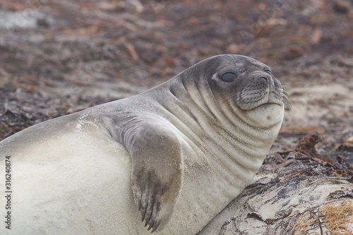 Recently weaned Southern Elephant Seal pup (Mirounga leonina) on the coast of Sea Lion Island in the Falkland Islands.