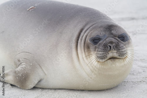 Recently weaned Southern Elephant Seal pup (Mirounga leonina) on the coast of Sea Lion Island in the Falkland Islands.