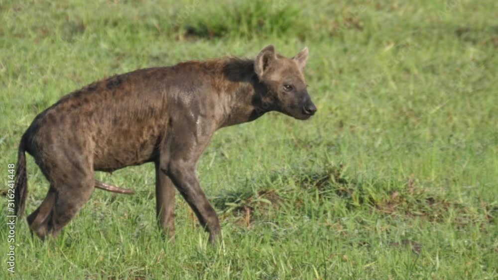 Male spotted hyena walking around Male spotted hyena walking around