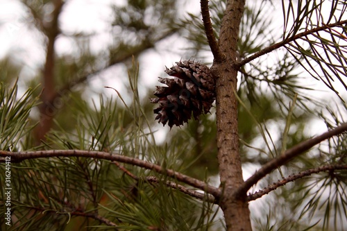 Acorn on pine tree