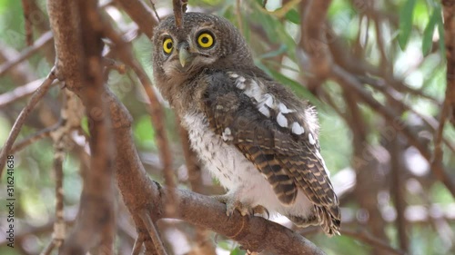 Pearl-spotted owlet looks in to the camera while sitting in a tree around the Tsodilo Hills in Botswana photo