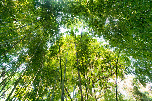 sunlight into bamboo forest perspective view