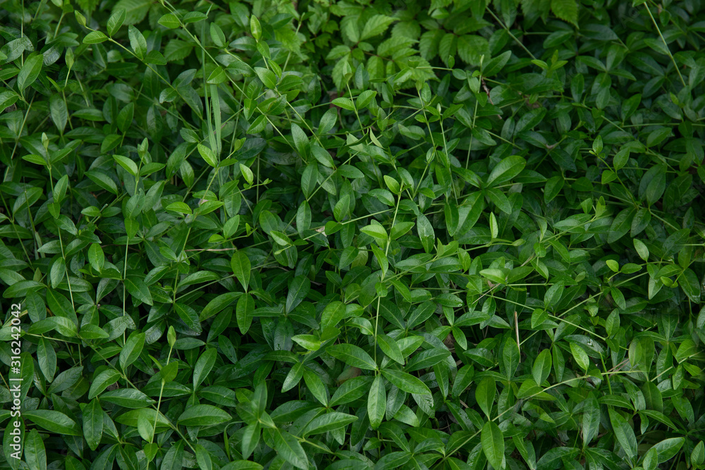 Green leaves natural texture. Leaf abstract background Green leaves natural texture. Leaf abstract background