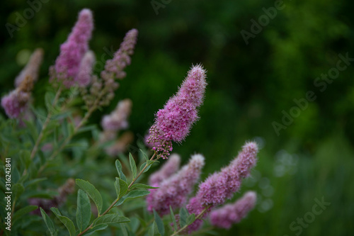 picture of buddley bush with beautiful pink flowers