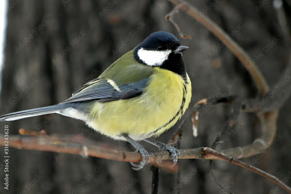 great tit on branch