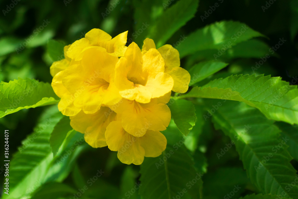 Ochna integerrima beautiful yellow flower with green leaves. Symbol of Vietnamese traditional symbolic lunar New Year for good luck. Mai flower in Vietnam. Tulips. Apricot Flower. Ochna integerrima beautiful yellow flower with green leaves. Symbol of Vietnamese traditional symbolic lunar New Year for good luck. Mai flower in Vietnam. Tulips. Apricot Flower.