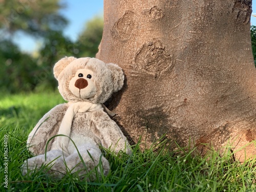 teddy bear on the grass