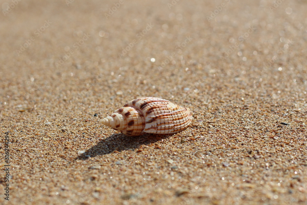 Sea striped seashell on a sandy clean smooth beach on a Sunny day Sea striped seashell on a sandy clean smooth beach on a Sunny day