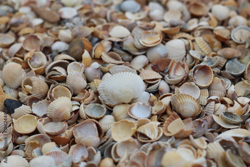Many small shells close-up lying on the beach on a summer day