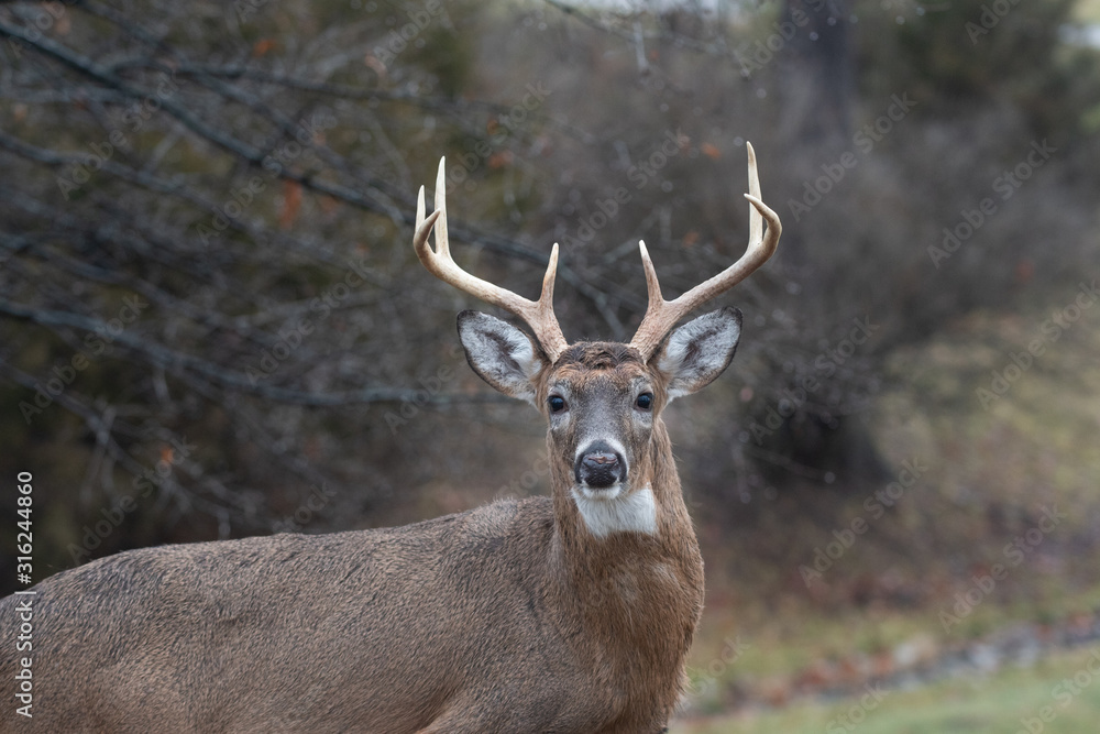 Whitetail deer buck in winter Whitetail deer buck in winter