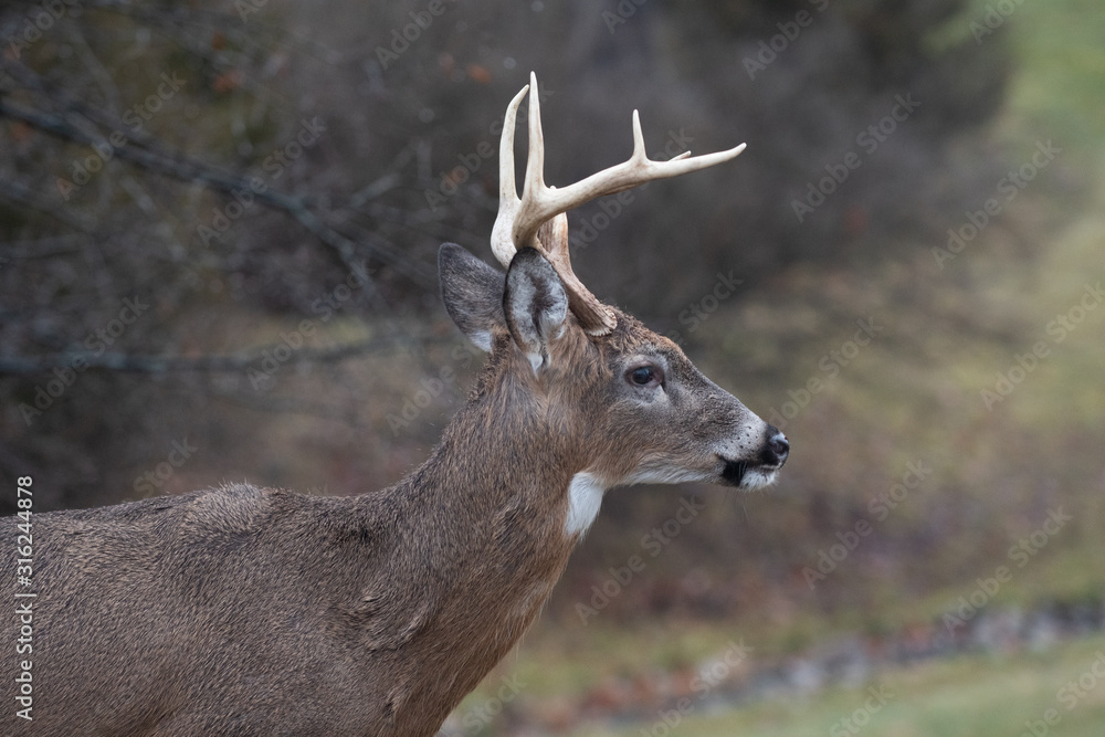 Fototapeta premium Whitetail deer buck in winter