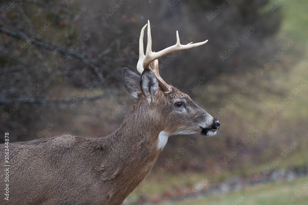 Whitetail deer buck in winter