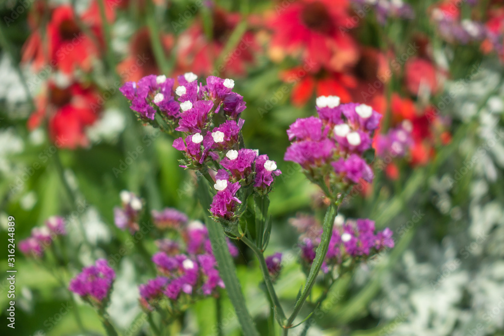 Two tone (Violet-white) Wild flowers on blurred field of flowers background. Two tone (Violet-white) Wild flowers on blurred field of flowers background.