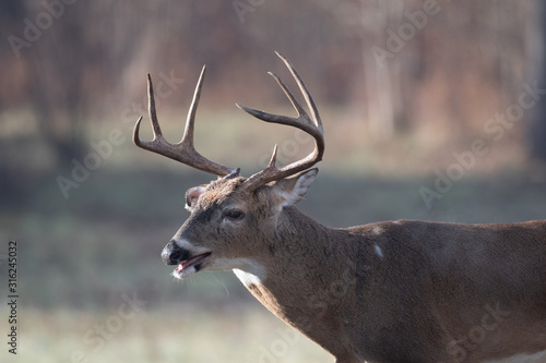 Large whitetailed deer buck © Tony Campbell
