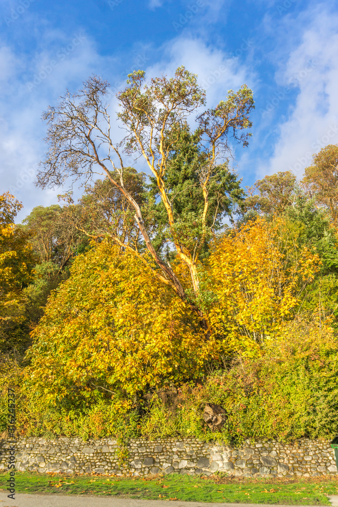 Fototapeta premium Lincoln Park Autumn Trees 8