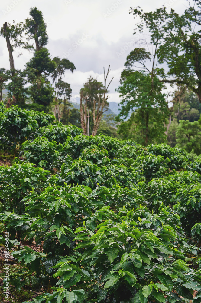 Green coffee plants on mountain