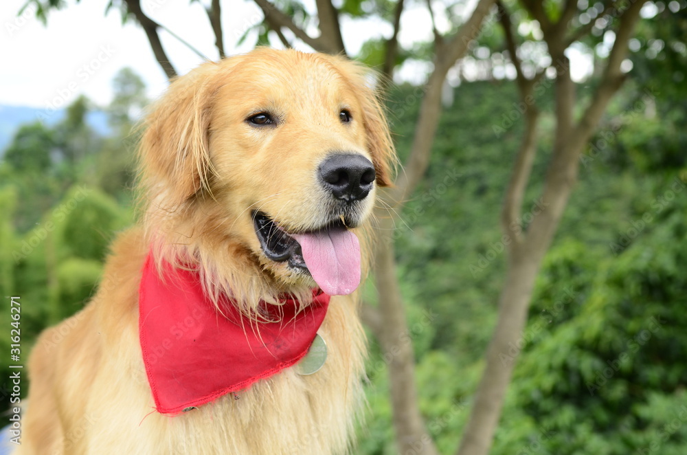 DOG golden retriever PLAY IN NATURE DOG golden retriever PLAY IN NATURE