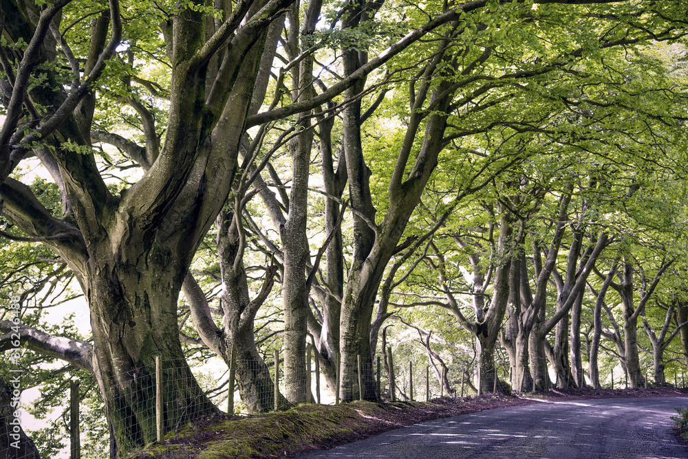 Lane with trees at Lorton, Lake District, England Lane with trees at Lorton, Lake District, England