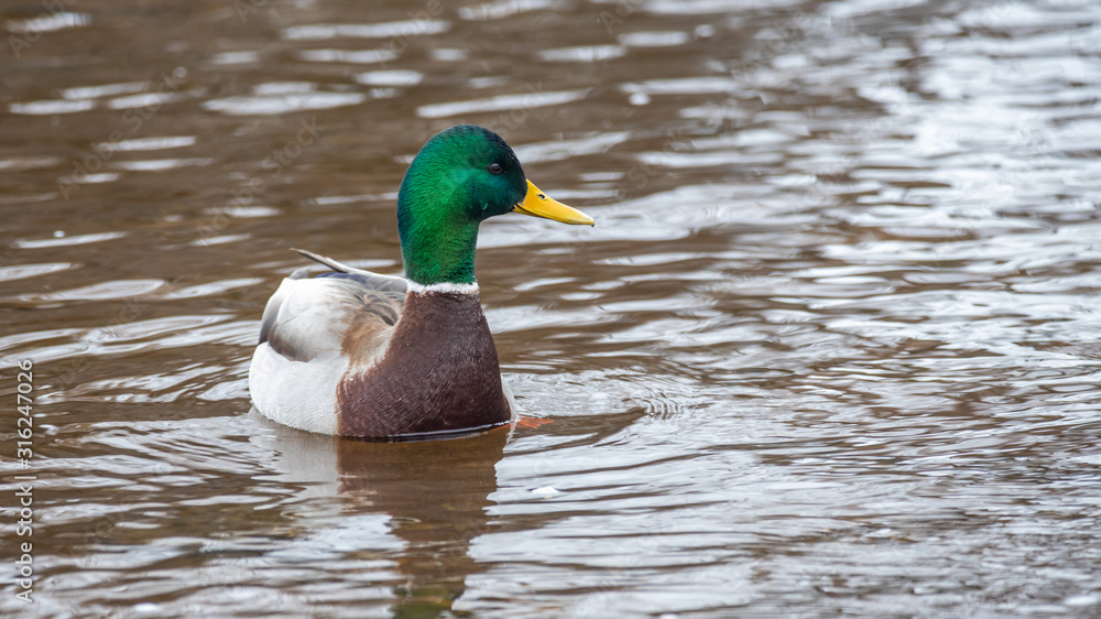duck in water duck in water