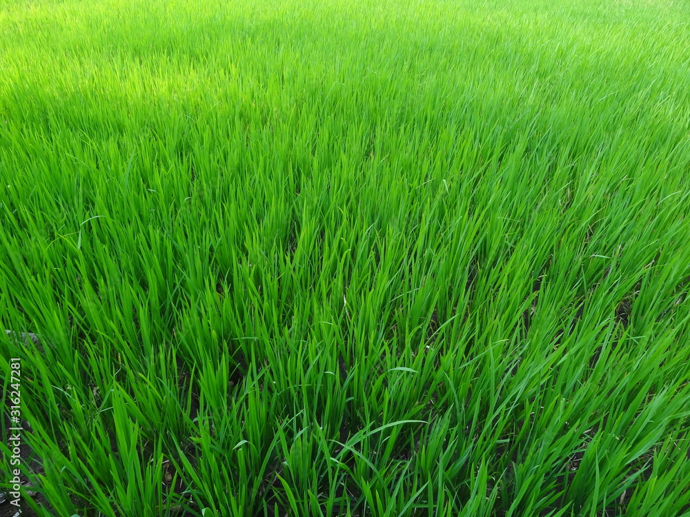 green wheat field of grass