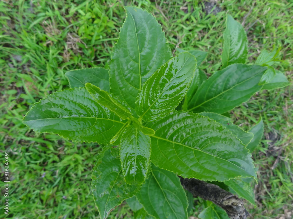 green plant in the garden green plant in the garden