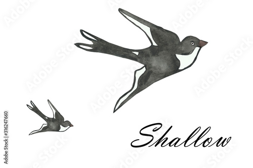 Watercolor hand painted nature wild animal composition with two black and white swallow birds flying isolated on the white background with text  grafic paint for design elements and cards